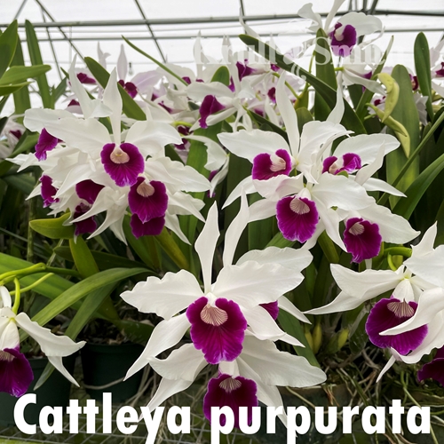 Cattleya purpurata f. tipo (KGS1727)