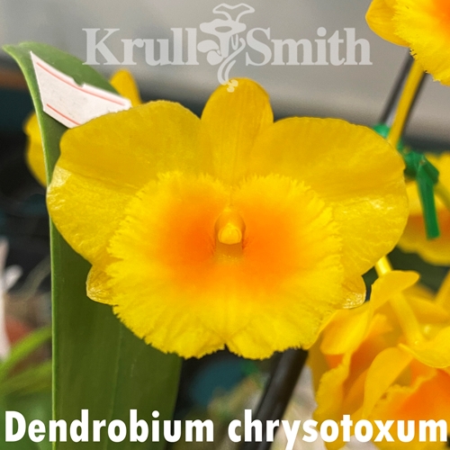Dendrobium chrysotoxum