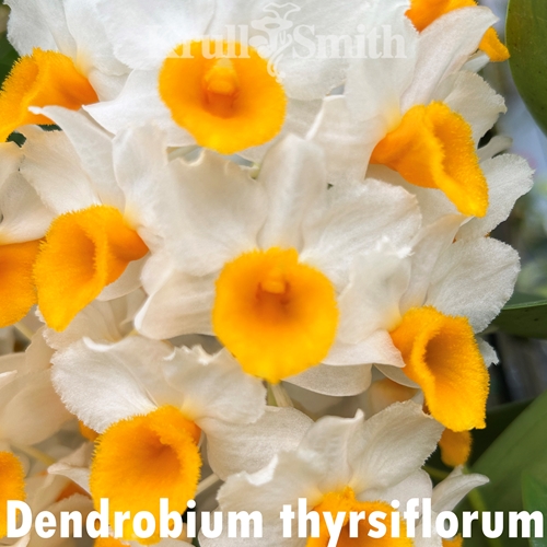Dendrobium thyrsiflorum