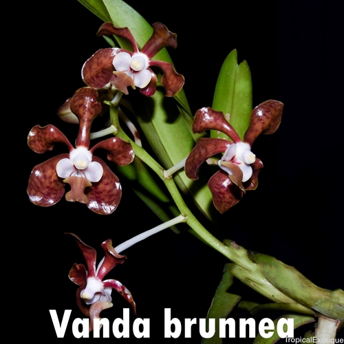 Vanda brunnea Seedling