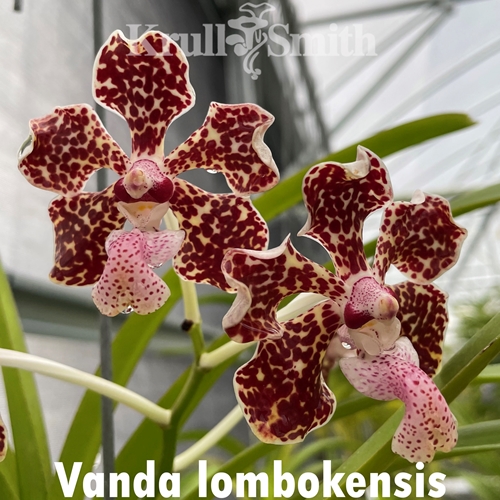 Vanda lombokensis x Vanda luzonica Seedling