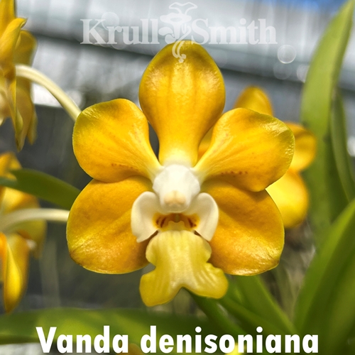 Vanda denisoniana Seedling
