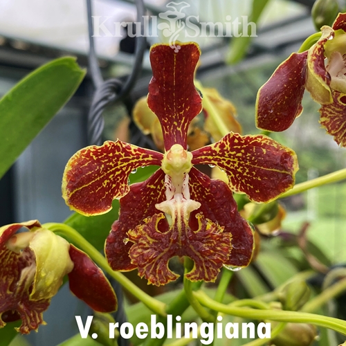 Vanda roeblingiana Seedling