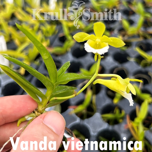 Vanda vietnamica x flabellata Seedling