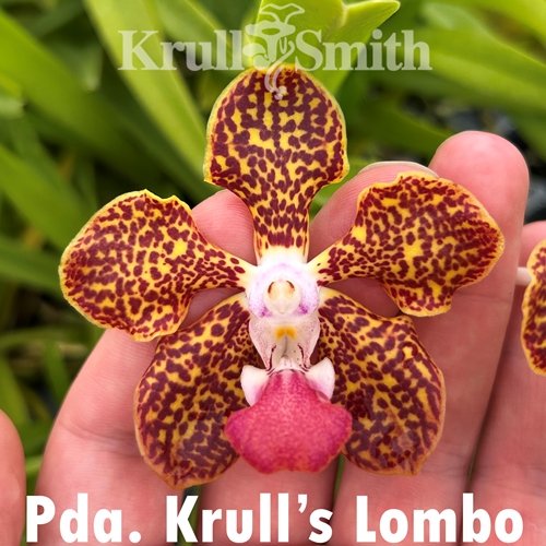 Vanda Krull's Lombo (2020-18) Seedling