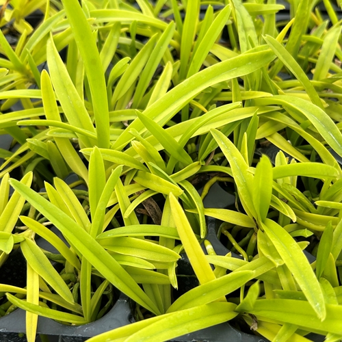 Grower's Choice Vandaceous Seedling