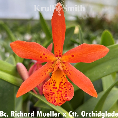 Bc. Richard Mueller x Ctt. Orchidglade
