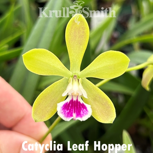 Catyclia Leaf Hopper