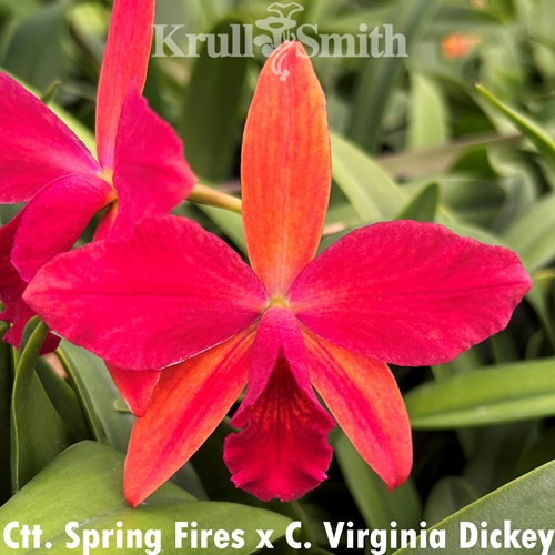 Ctt. Spring Fires x Cattleya Virginia Dickey