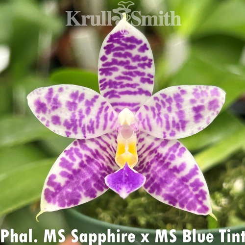 Phalaenopsis Mainshow Sapphire x Mainshow Blue Tint