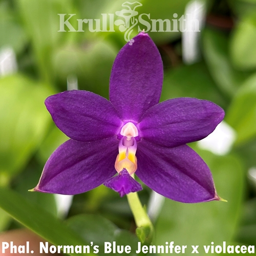 Phalaenopsis Norman's Blue Jennifer x violacea