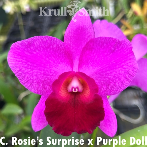 Cattleya Rosie's Surprise x Purple Doll