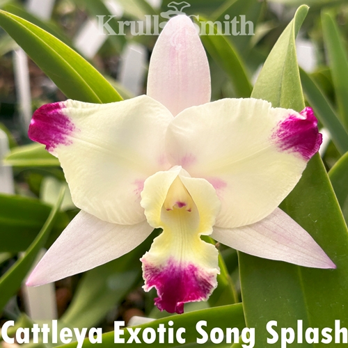 Cattleya Exotic Song Splash