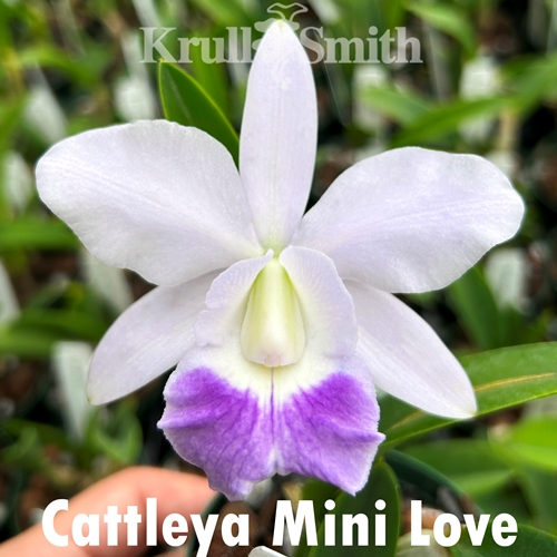 Cattleya Mini Love