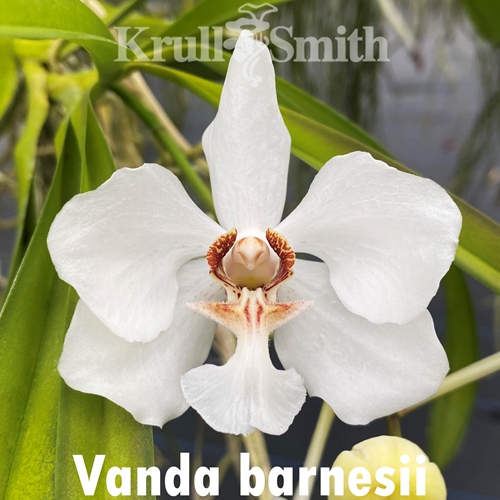Vanda barnesii Seedling