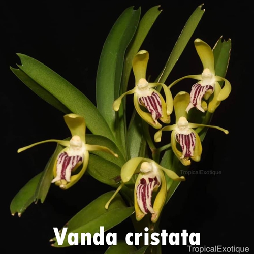 Vanda cristata x barnesii Seedling