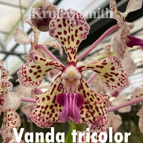 Vanda tricolor x lombokensis Seedling (2157)