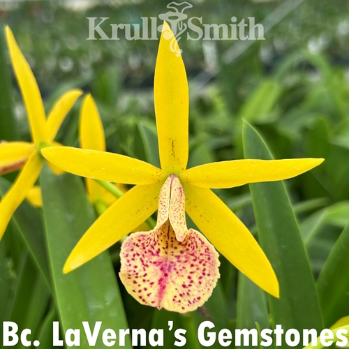 Bc. LaVerna's Gemstones