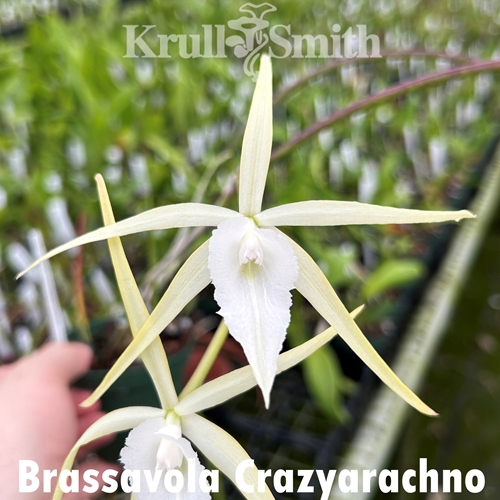 Brassavola Crazyarachno