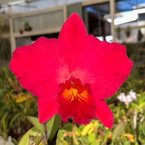 Cattleya Circle of Life x Rth. Kaboom (Dug Ups)