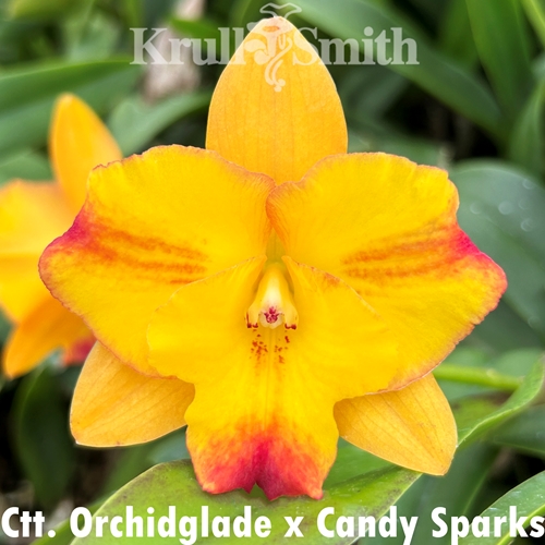Ctt. Orchidglade x Cattleya Candy Sparks
