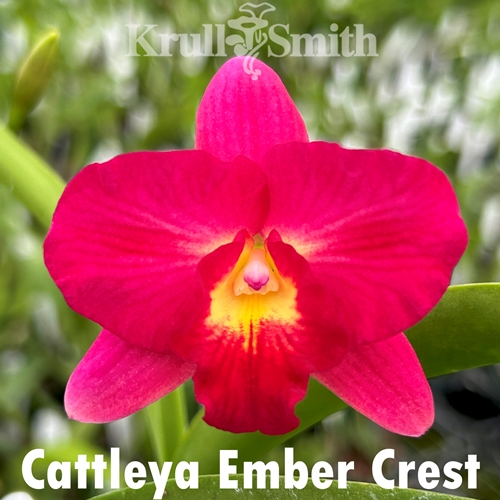 Cattleya Ember Crest