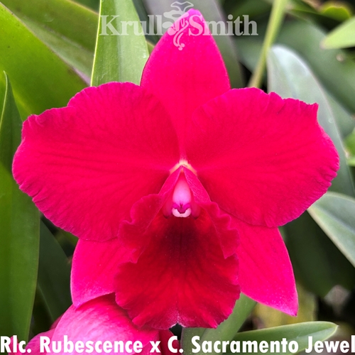 Rlc. Rubescence x Cattleya Sacramento Jewel