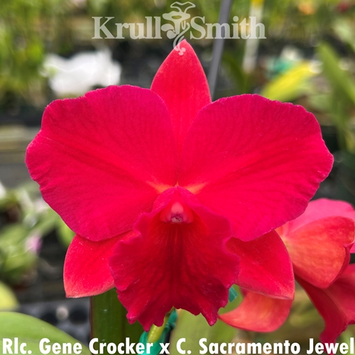 Rlc. Gene Crocker x Cattleya Sacramento Jewel