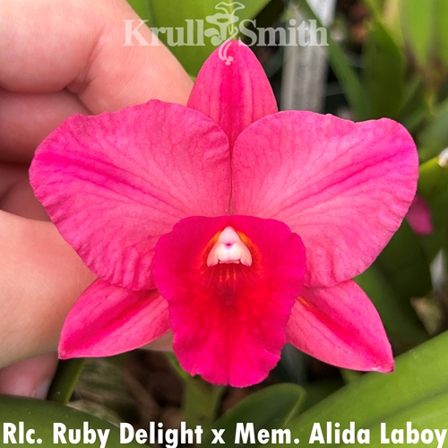 Rlc. Ruby Delight x Mem. Alida Laboy