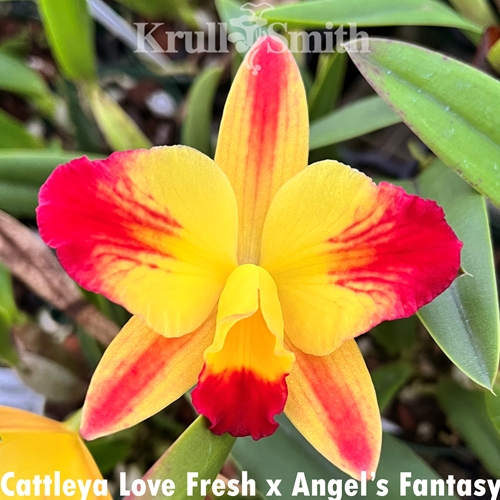Cattleya Love Fresh x Angel's Fantasy