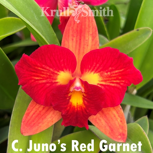 Cattleya Juno's Red Garnet