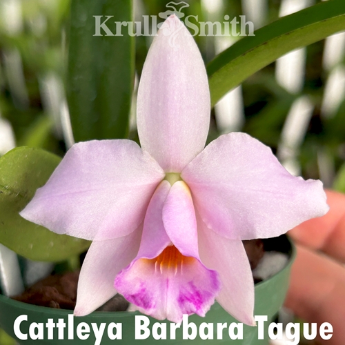 Cattleya Barbara Tague (Treated)