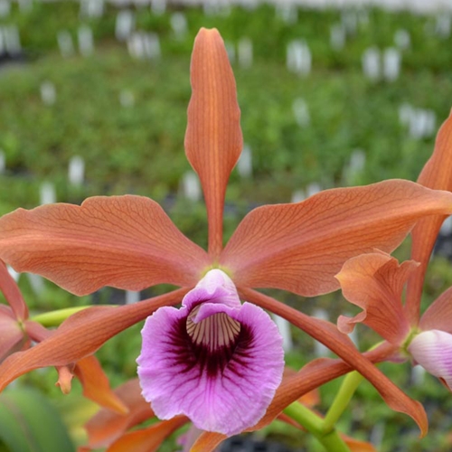 Cattleya tenebrosa - Treated (10573)