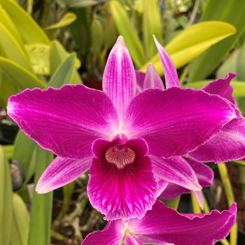 Cattleya purpurata f. sanguinea - Treated (10450)