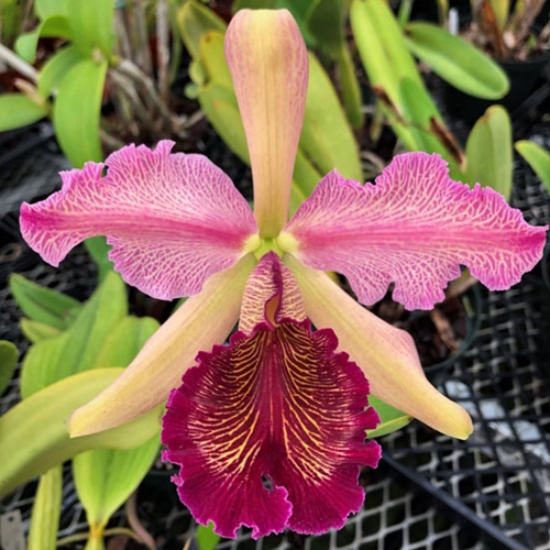 Cattleya Luminosa - Treated (10445)