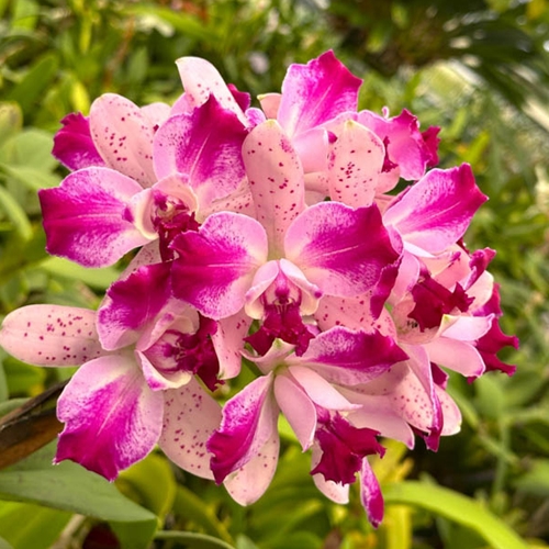 Cattleya What'll It Be