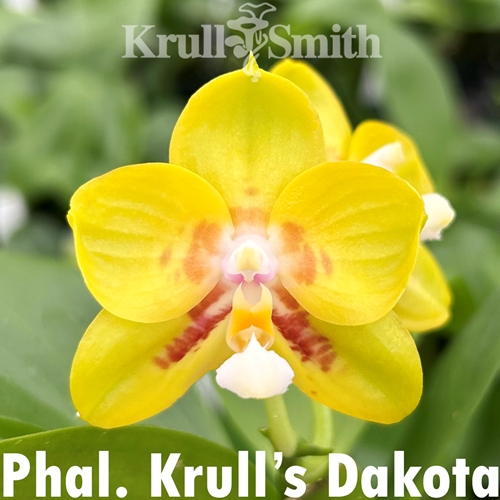 Phalaenopsis Krull's Dakota (2321)