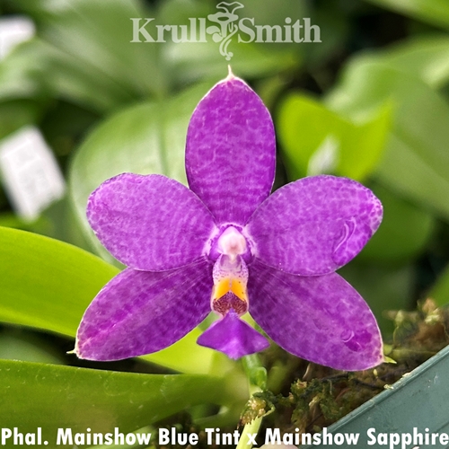 Phalaenopsis Mainshow Blue Tint x Mainshow Sapphire