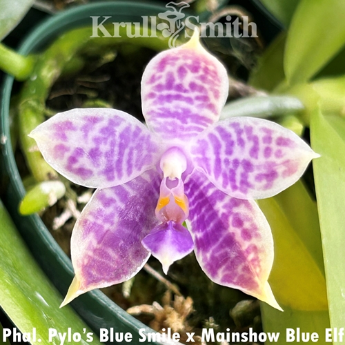Phalaenopsis Pylo's Blue Smile x Mainshow Blue Elf