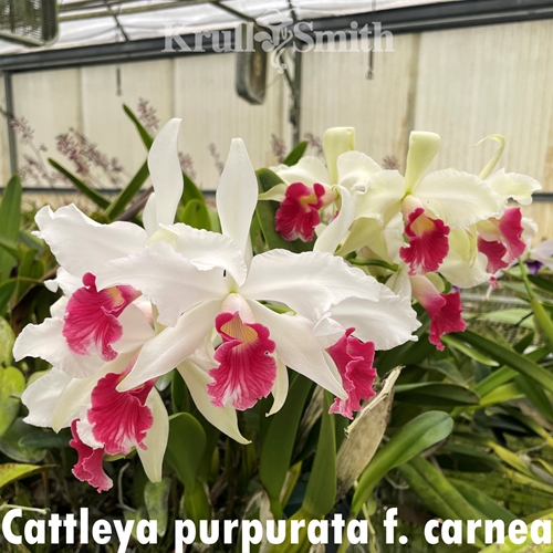 Cattleya purpurata f. carnea (Treated) (1718)
