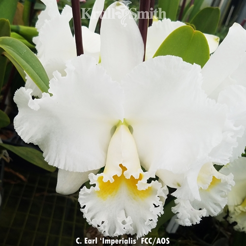 Cattleya Earl x Rlc. Ed Gilliland (2151)