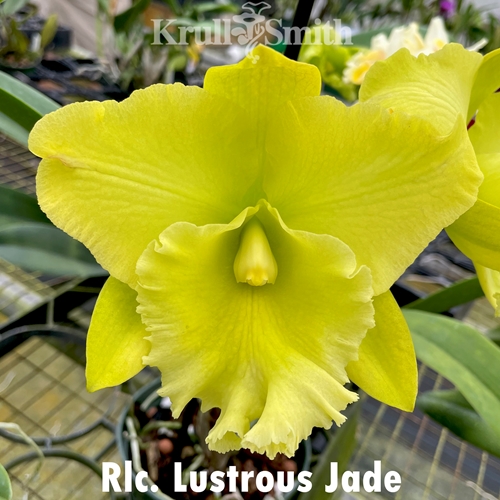 Rlc. Lustrous Jade x Arnold Smith (2342)