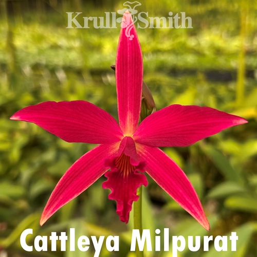 Cattleya purpurata x milleri
