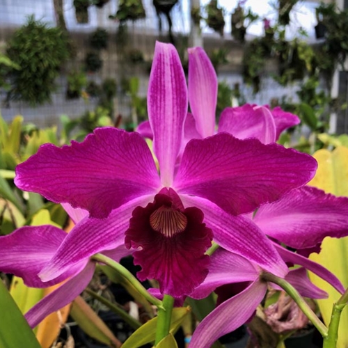 Cattleya Pacavia - Treated (10451)