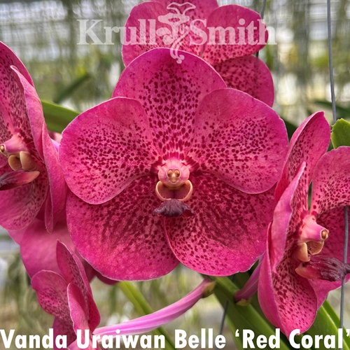 Vanda Uraiwan Belle 'Red Coral'