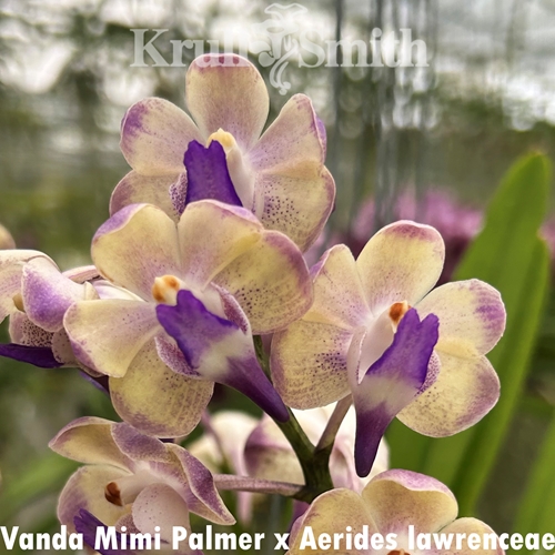 Vanda Mimi Palmer x Aerides lawrenceae