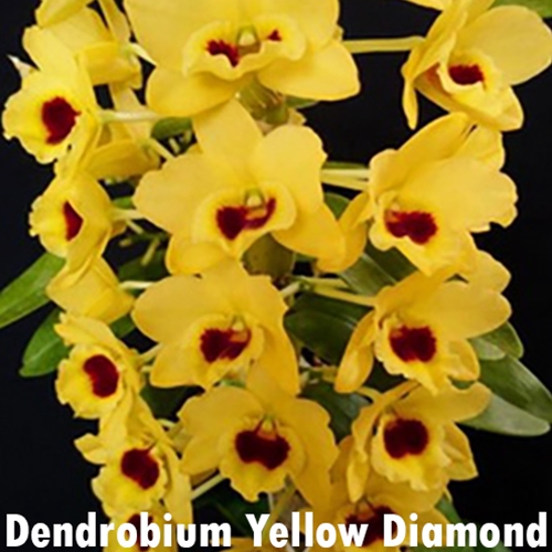 Dendrobium Yellow Diamond