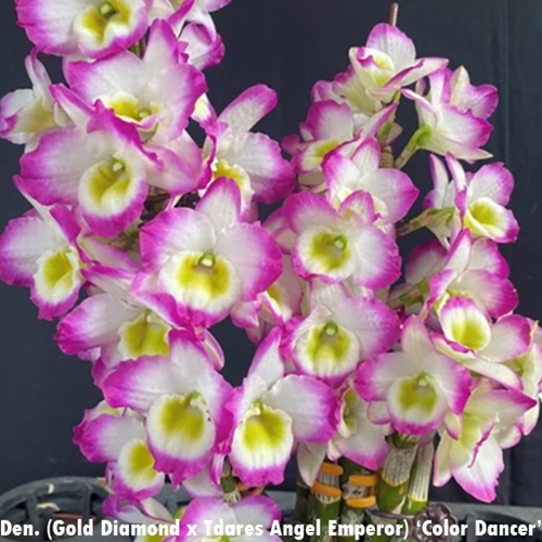 Dendrobium Gold Diamond x Tdares Angel Emperor 'Color Dancer'