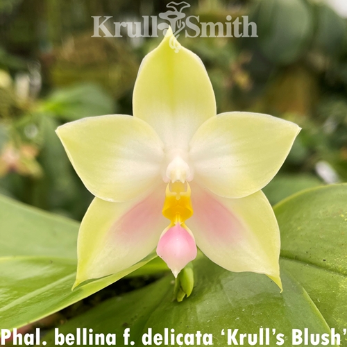 Phalaenopsis bellina f. delicata (2405)