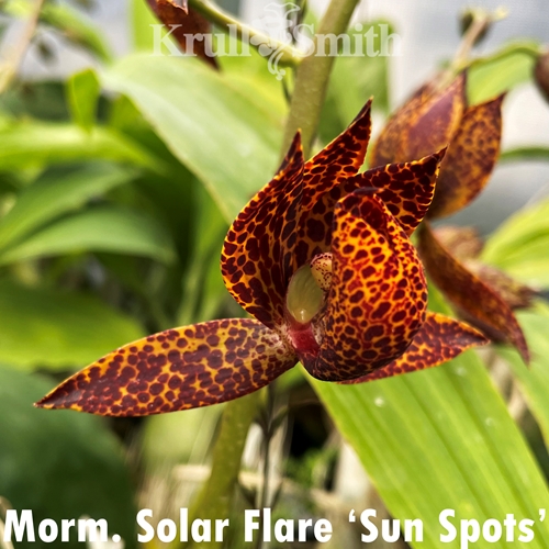 Mormodes Solar Flare x Cycnoches Richard Brandon